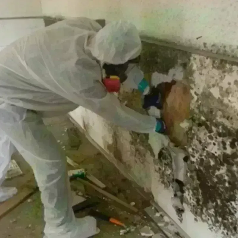 Mold Remediation and Removal in Royalton, IL